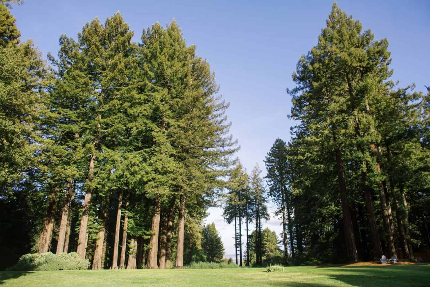 The Mountain Terrace, corporate event venue in Woodside, California